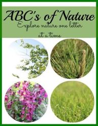 ABCs Nature Icon